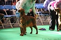 Crufts2011 057
